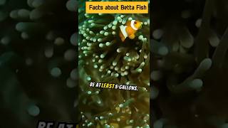 facts about Betta Fish