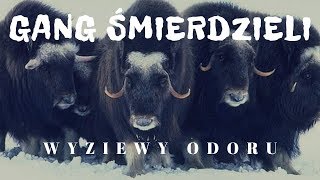 TOP 7 najbardziej śmierdzących zwierząt świata