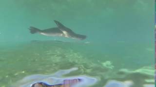 sea lion swimming in the Galapagos