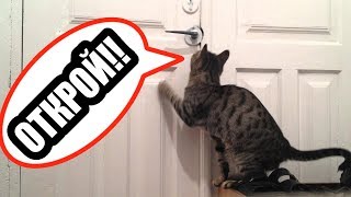 Кот / Лучшие приколы | Cat / Fail Compilation. Подборка Приколов #26