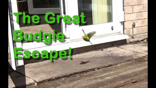 Budgie Escapes Outside via Open Door, Can I Catch it? Why Birds need Clipped Wings in Summer