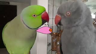 How the Green Parrot Captures the Heart of the Gray Parrot?💚♥️ #birds #parrot #pets