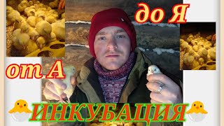 Период инкубации от закладки яйиц до вылупа 🐣 МЕНЯЮ ПОСТАВЩИКА❗