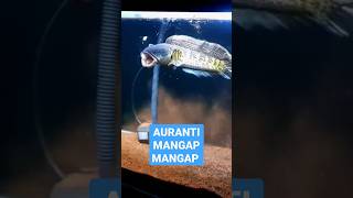 CHANA ASAL INDIA #chana #fish #snakeheadfish #snakehead #shorts #kucing