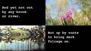 Spring Pools by Robert Frost