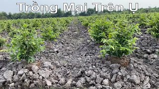 Đã Mắt Với Mô Hình Trồng Mai Trên Ụ