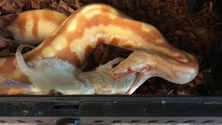 Priscilla: My Blood Python Eating