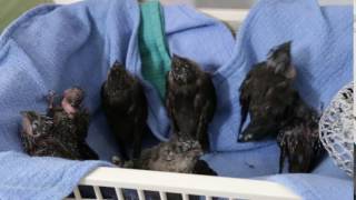 Young Chimney Swifts at Feeding Time