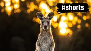 Australia Part 1!! - Wildlife Photography Around the World #shorts