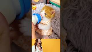 baby funny cat 🍼