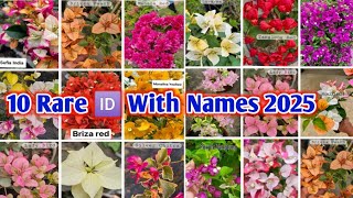 Bougainvillea 🆔 10 new varieties Wholesale Nursery Muchisha