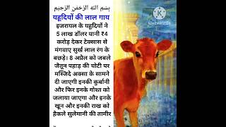 यहूदियों की लाल गाय #islamic #redcow #shorts #sohebstories #yahudi