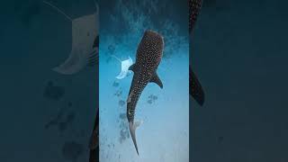 whale shark 🦈 #ocean #animals #maldives #marinewildlife #shark #whaleshark #mantra#viral