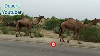 Camel Crossing Road side || Camel Walking Tharparkar || Desert Camel