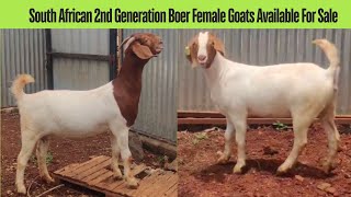 South African 2nd Generation Female Goats Available For Sale