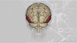 The Function of the Hippocampus Shown by Patient H M ’s Sacrifice