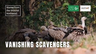 Vanishing Scavengers | Stories from the Ground: Northeast India | The Habitats Trust Films