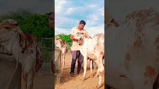 Results of Kanhaiya gir Bull  // top gir breeding farm in haryana Naloi