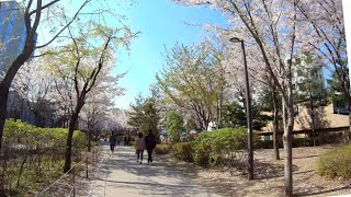 Gyeongui Line Forest Park tour from Tojeongro to Mapodaero to Baekbeomro 28gil, Seoul 서울 경의선숲길