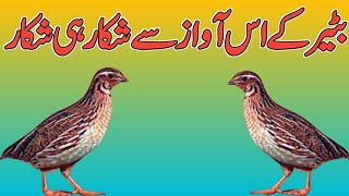 Quail ki awaz||For hunting Batera voice||Nice voice of shikar||Bilalbirdsfarming