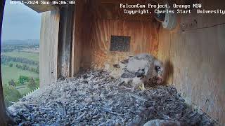 FalconCam Project 03.11.2024 05:54