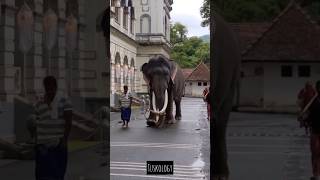 Buruma Raja🐘🔛