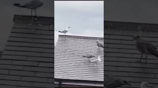 heron's  on the roof