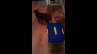 Smart Bobtail Kitten Desperate To Open Food Box (with help): part 2