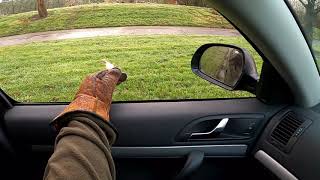 Male Harris Hawk Car Hawking #13