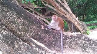 The monkeys on the islands of Thailand. Обезьянки-таиландки.