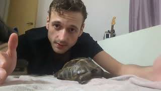 Keeping Tortoises! Meet Calzone our latest rescue!