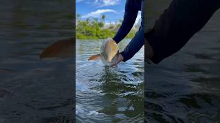 Going for the RELEASE 🔥 #redfish #reelfinsflorida