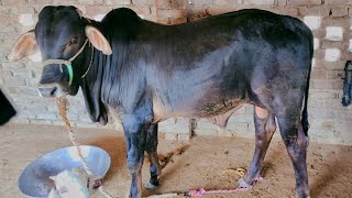 two cow baby | cow baby love | one lac ka cow baby | cow baby kissing