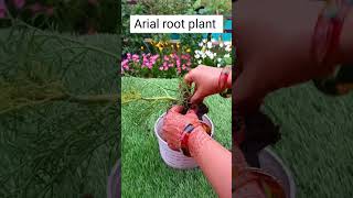 Arial root plant ☘️