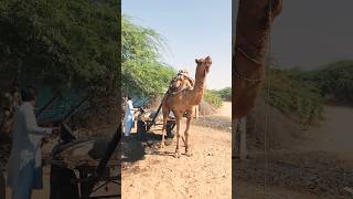 A system of giving water to people on camels #shorts  #shortvideo  #youtubeshorts