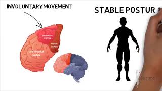 Posturologia - połączenie mózg-ciało |  Posturepro Poland