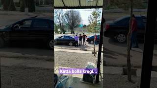 Gentra kotta bolla krugi