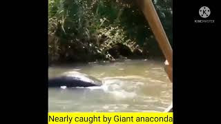 Scary 😱 Giant Anaconda nearly caught the mans