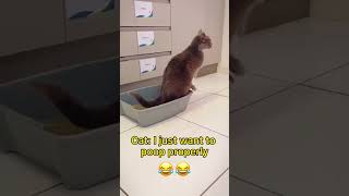 😱How Cat Use A Restroom⁉️Proper Cat😹 #shorts #animalsviral #funnycatmoments