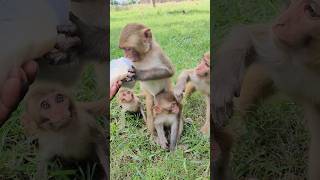 Dudhu piyenge hum to 🍼🍼🍼🐵🐵🐵#bandar #monkeyvideo #monkey 0559