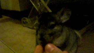 chinchilla gino eating strawberry