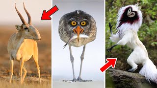 Amazing Creatures You've Never Seen Before