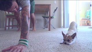 Yoga Time with a Cute Chihuahua