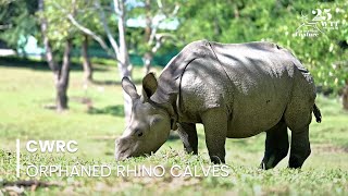 Orphaned Rhino Calves at CWRC