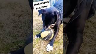 world's biggest mutt is enthusiastic about playtime giant barking tuxedo dog most handsome award