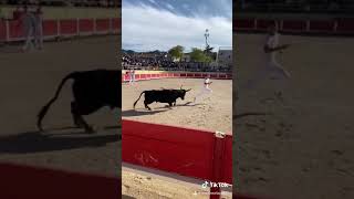 Course camarguaise St Rémy de Provence