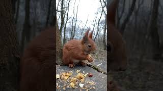 Squirrel Sneezed ☺️❤️ Милый ЧИХ Рыжика • Slow Motion #shorts #funnysquirrels #funnyanimals