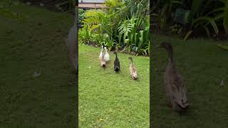 【出張動画】duck @ Hyatt Regency Bali