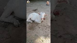 #bakrafight #cowvideos #goat #cuteanimal #cutegoat #babygoats #animalshorts #babyanimal #animalhobby