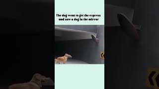 Dog Is SHOCKED When He Sees Himself! 🥹